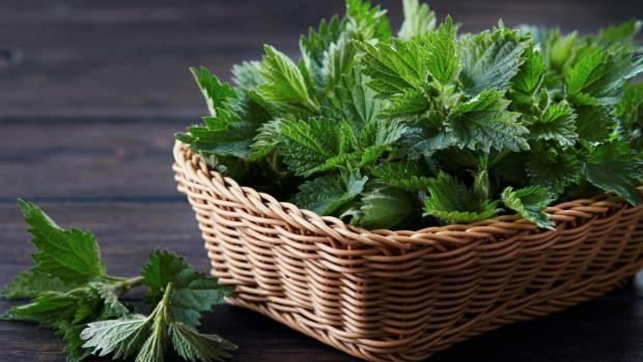 Isırgan otu suyu ve ısırgan otu çayı faydaları! Taze ısırgan otu nasıl kullanılır?