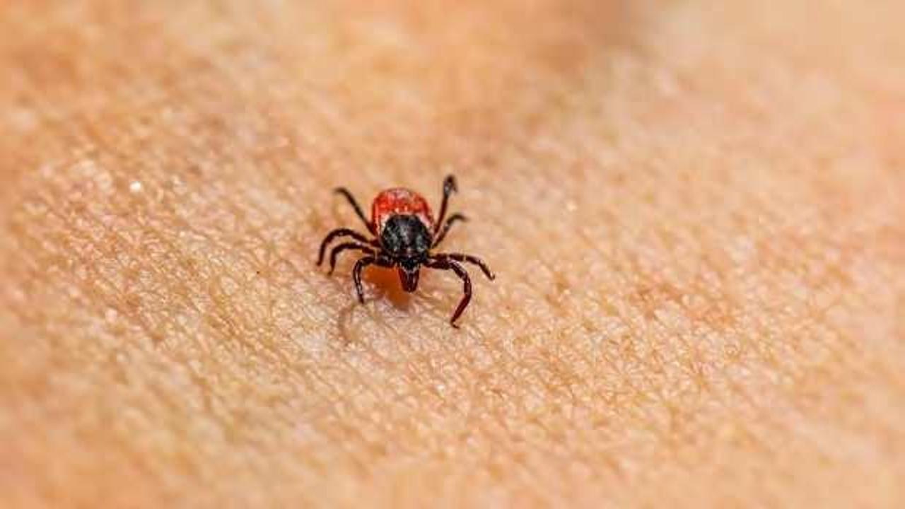 Kenelerden koruyan etkili kalkan! O formüllerle keneleri vücudunuzdan uzaklaştırın