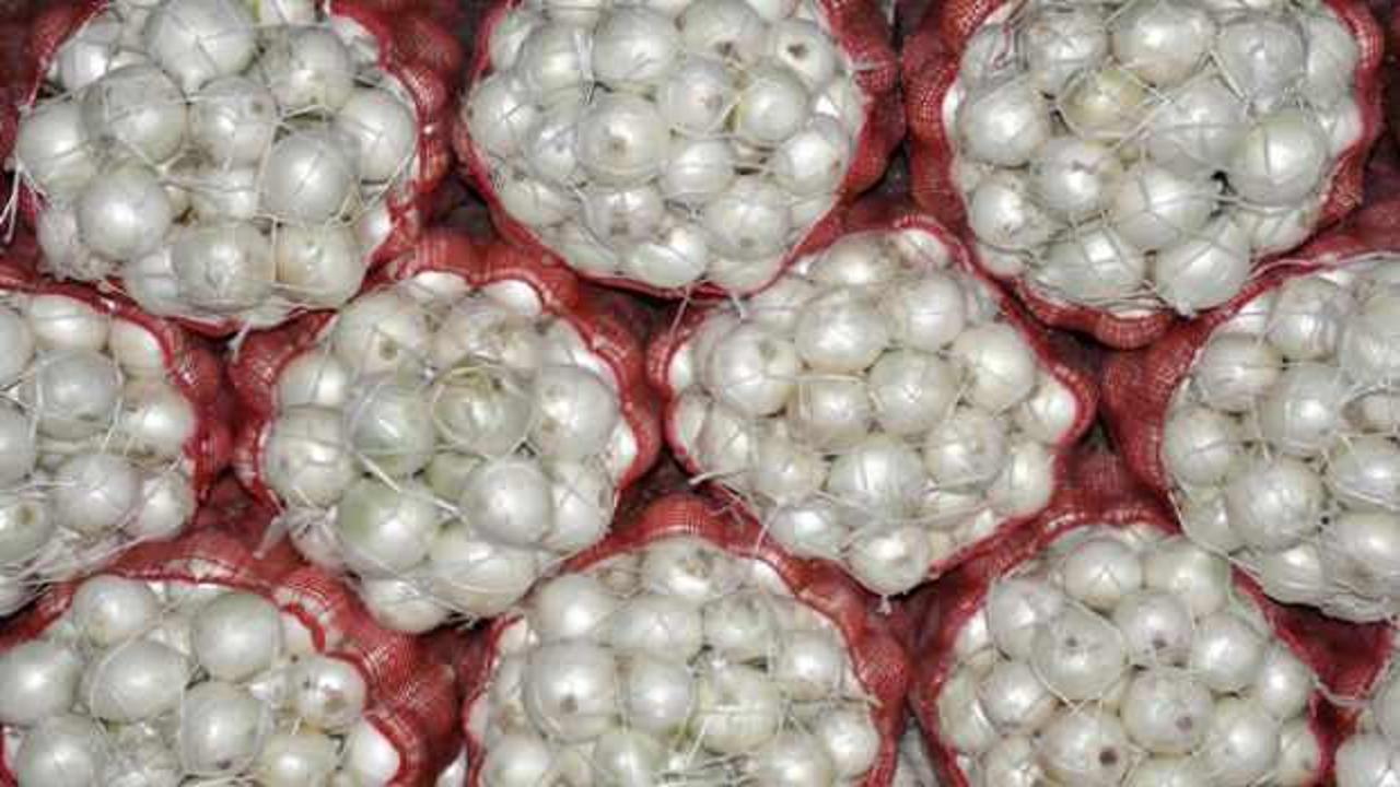 Amasya’dan Avrupa’ya: Tarlada kilosu 5 TL