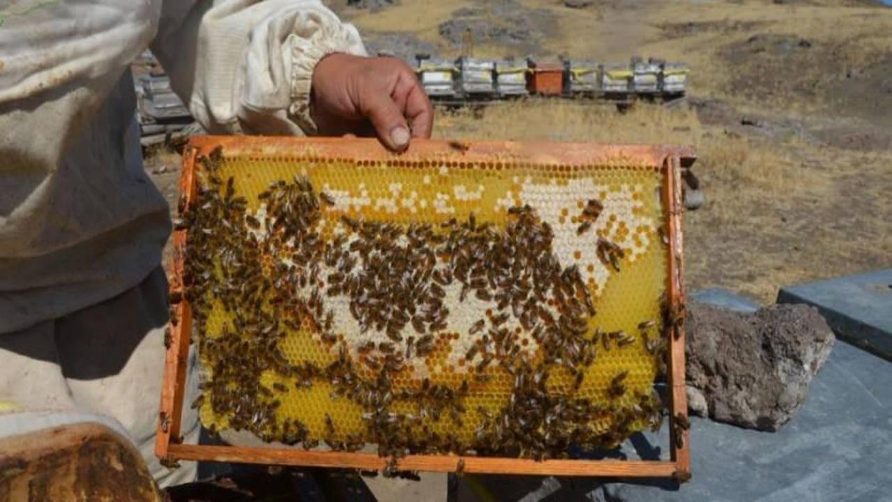 Malatya’da bal hasadı başladı: Fiyatlar belli oldu!