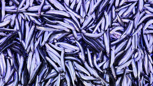 Doktorlar bile şaşırdı: İşte bağışıklığı çelik gibi yapan 5 balık