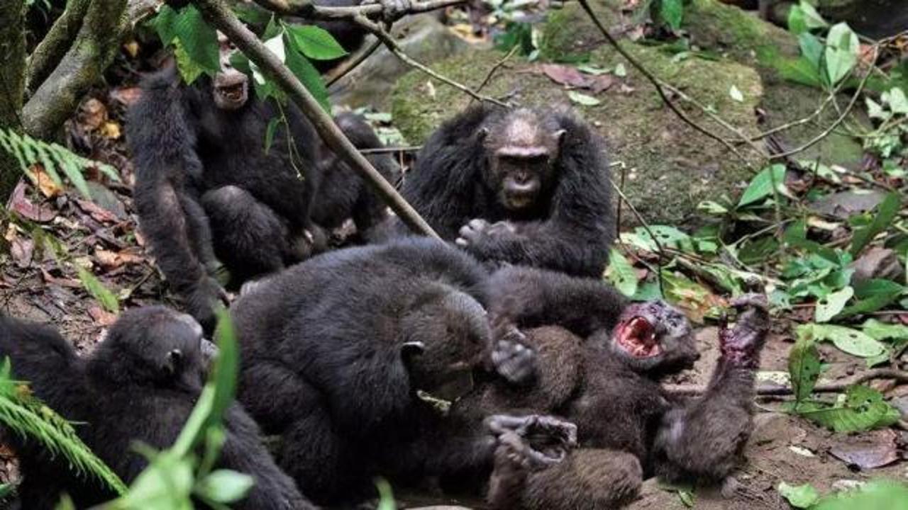 Hayvanlar dünyasında ender vaka: Topluluk 3 yıl içinde iç savaşa sürüklendi