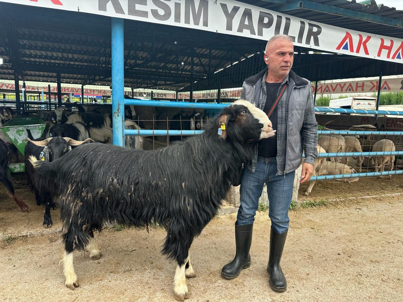 Bursa'da 120 kilogramlık keçinin fiyatını duyan kulaklarına inanamadı