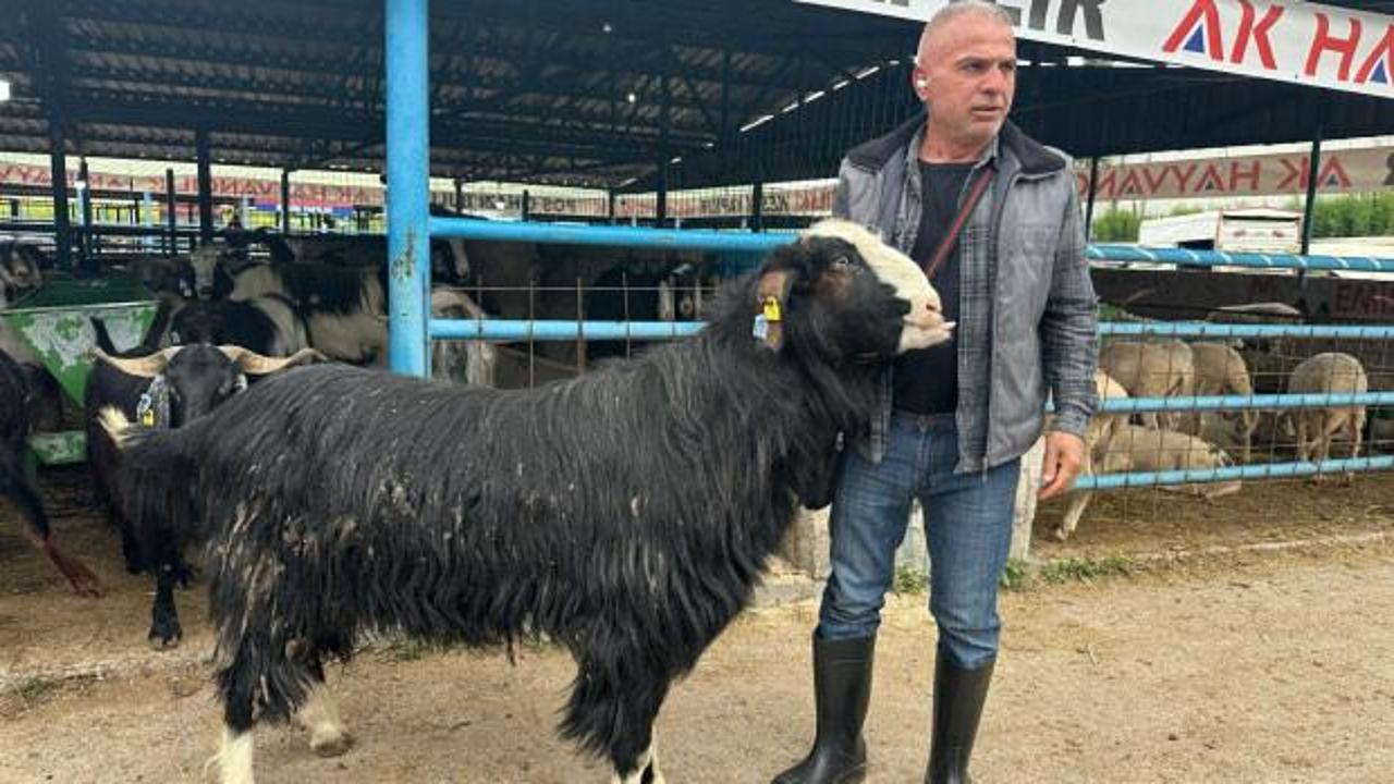 Bursa’da 120 kilogramlık keçinin fiyatını duyan kulaklarına inanamadı