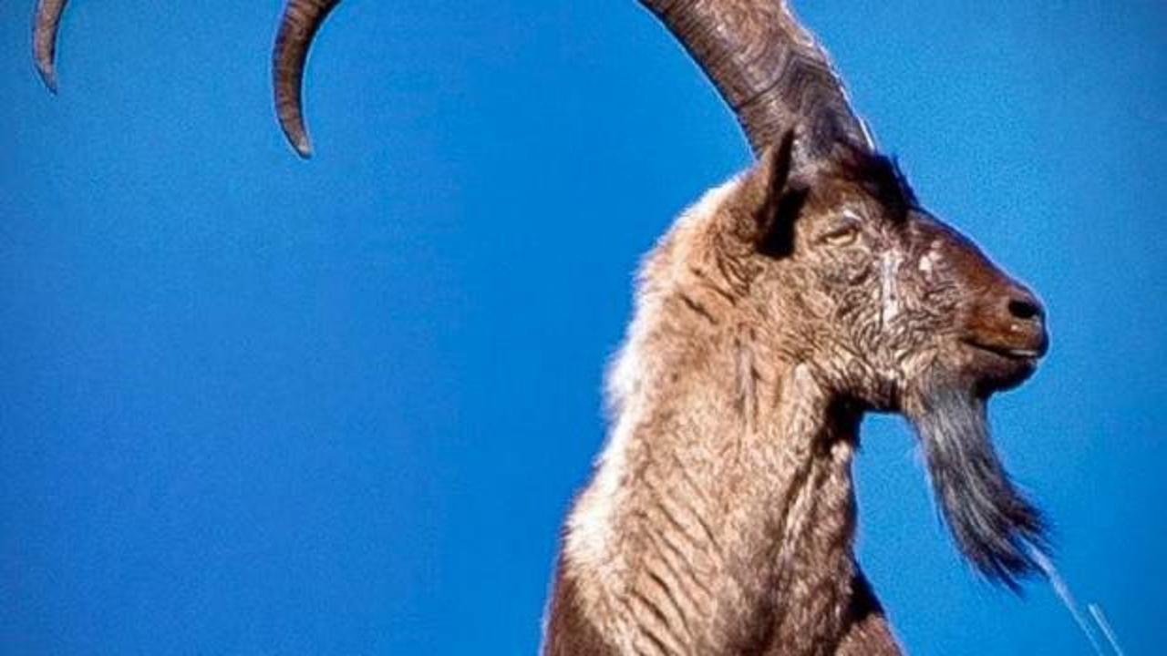 Tunceli’de sınırsız ve süresiz avlamak yasak! Öldürmenin cezası 940 bin TL
